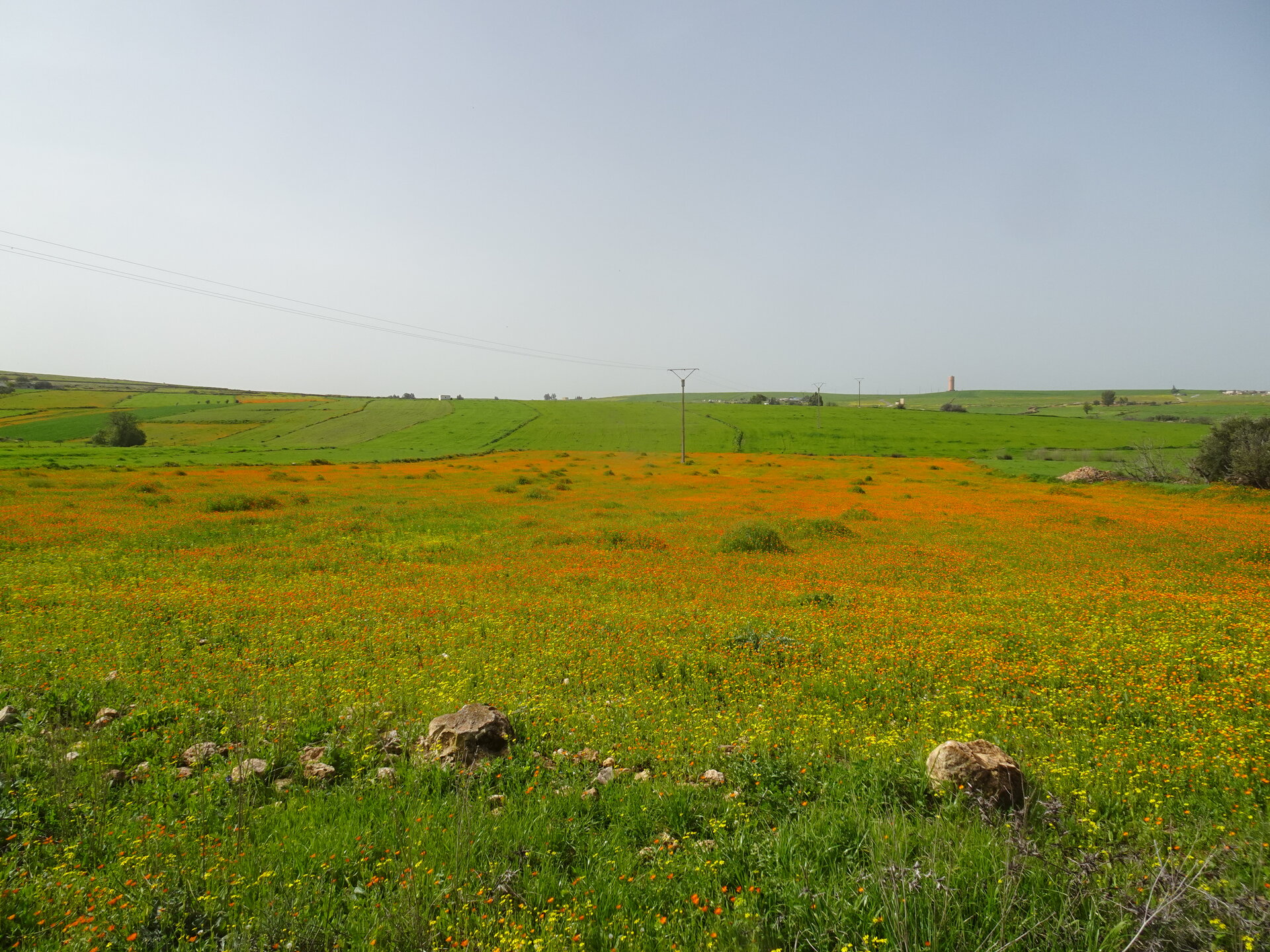 Field of orange wildflowers with green hills behind