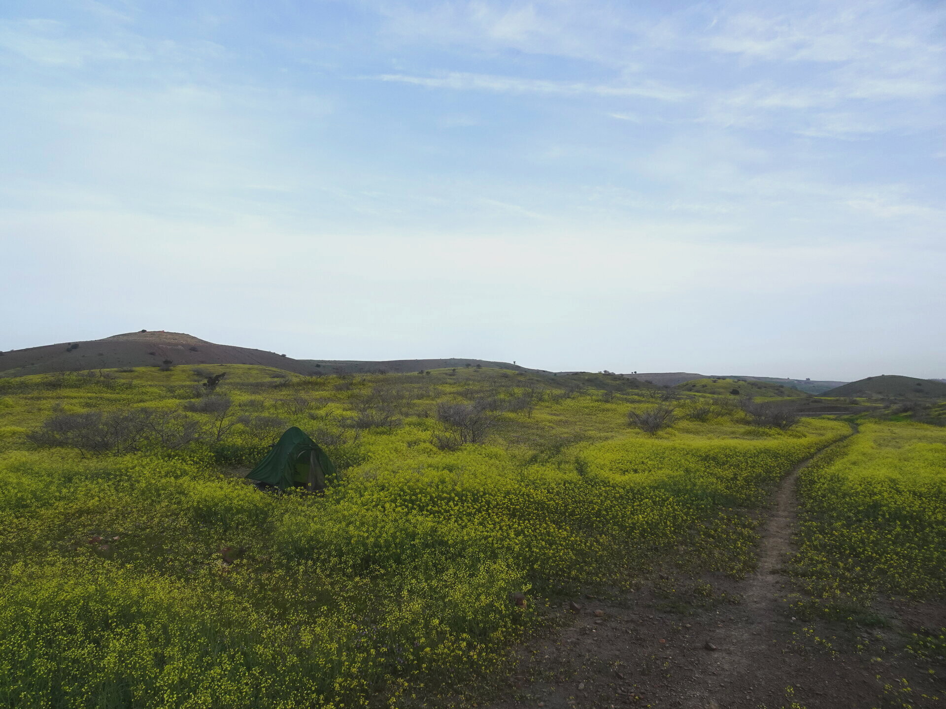 Green tent pitched among yellow wildflowers on open hillside