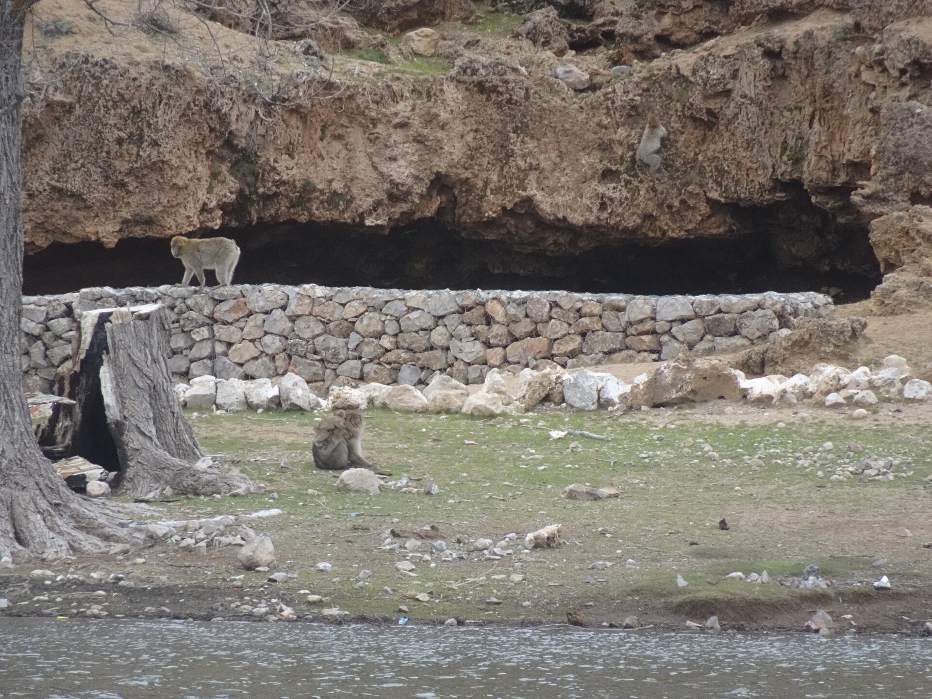 Goat standing on rocks beside a cave and stone wall
