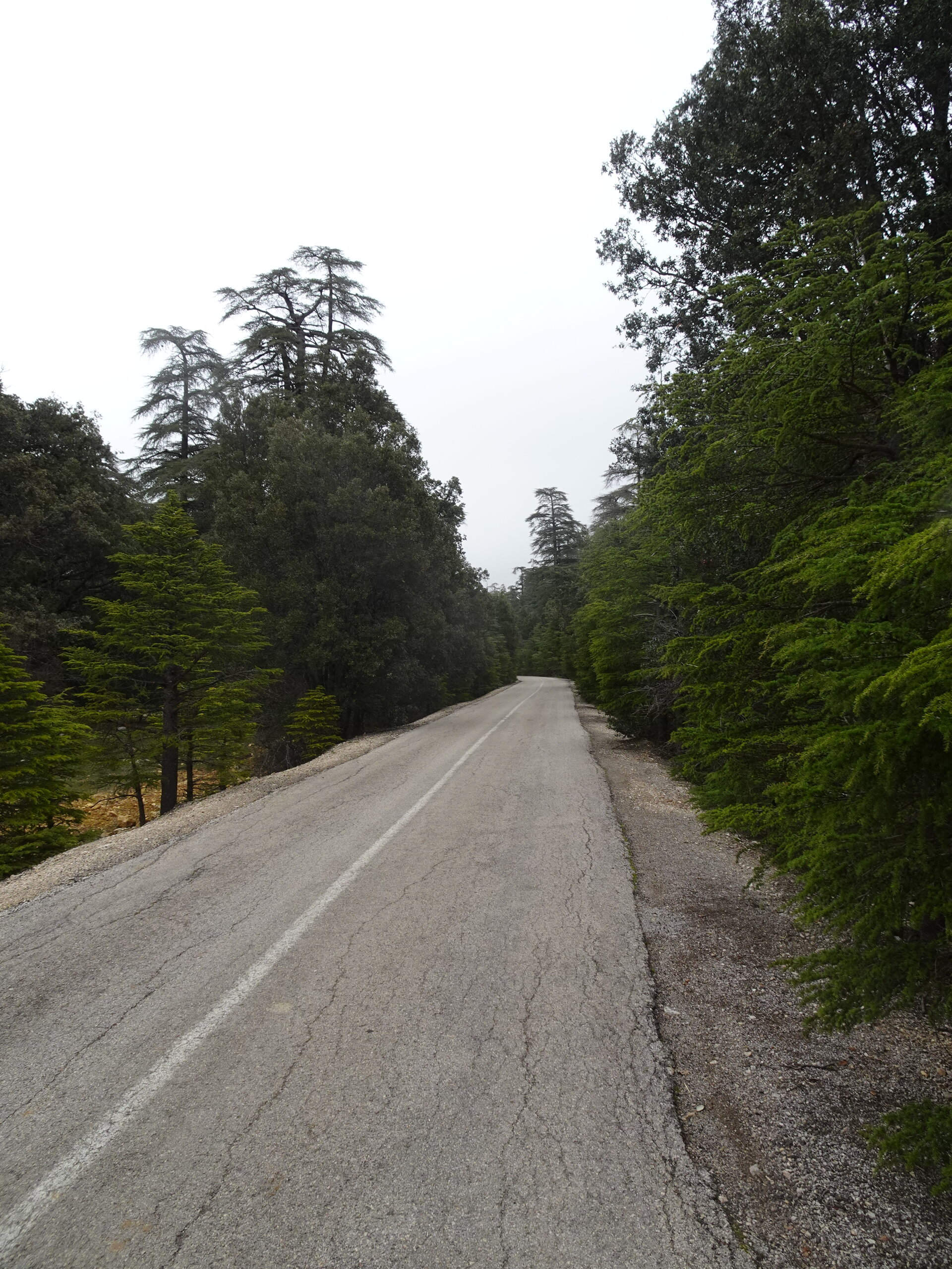 Empty road winding through tall cedar forest