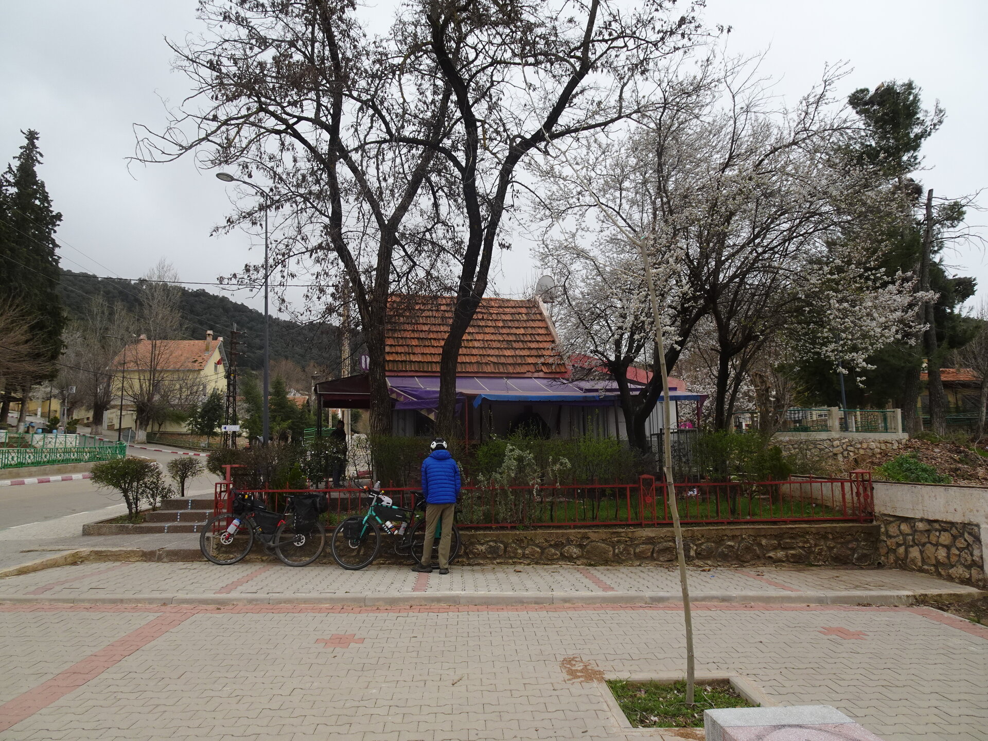 Bikes parked under blossoming cherry trees in a mountain village