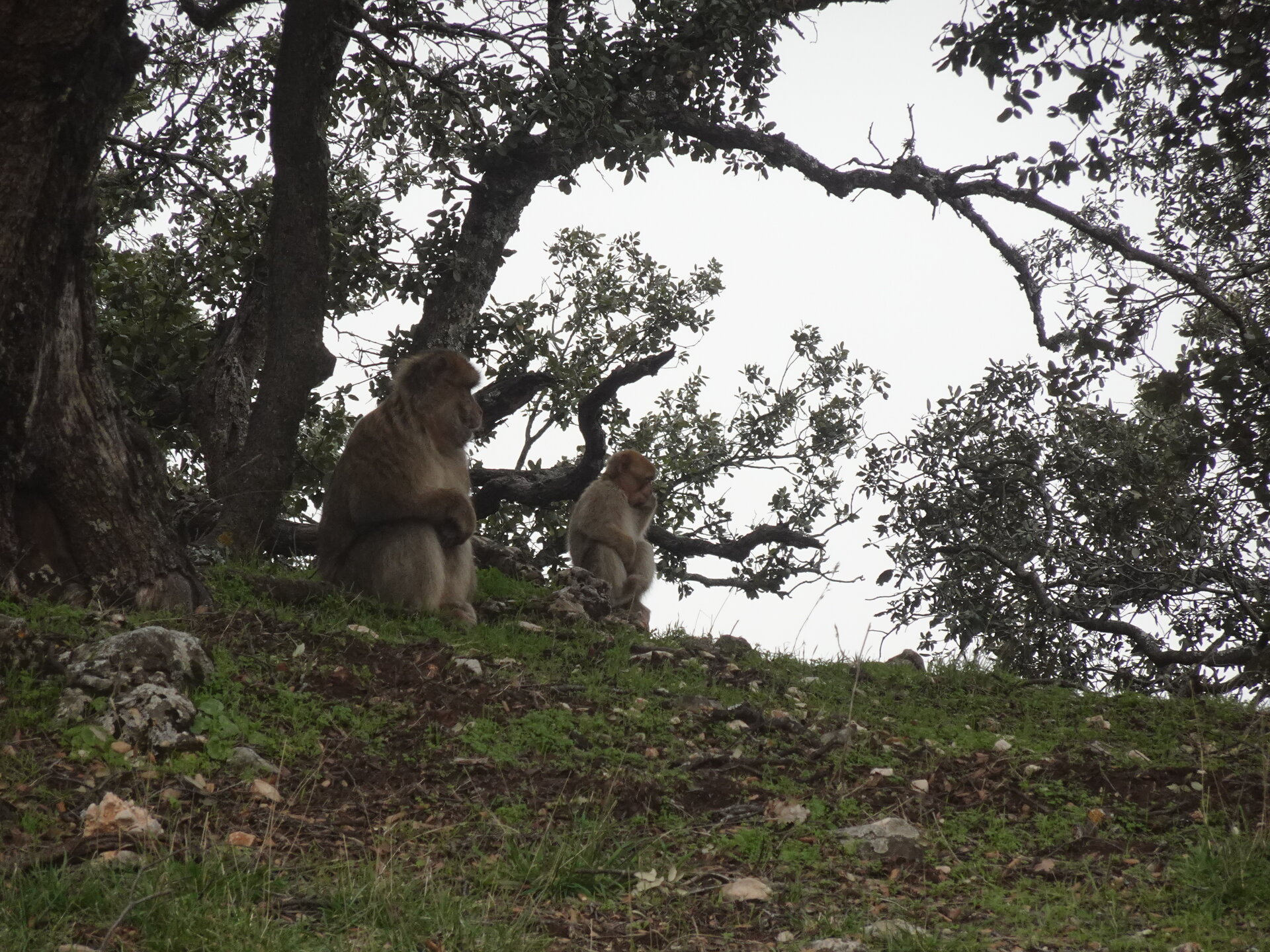 Barbary macaques sitting under oak trees on a hillside