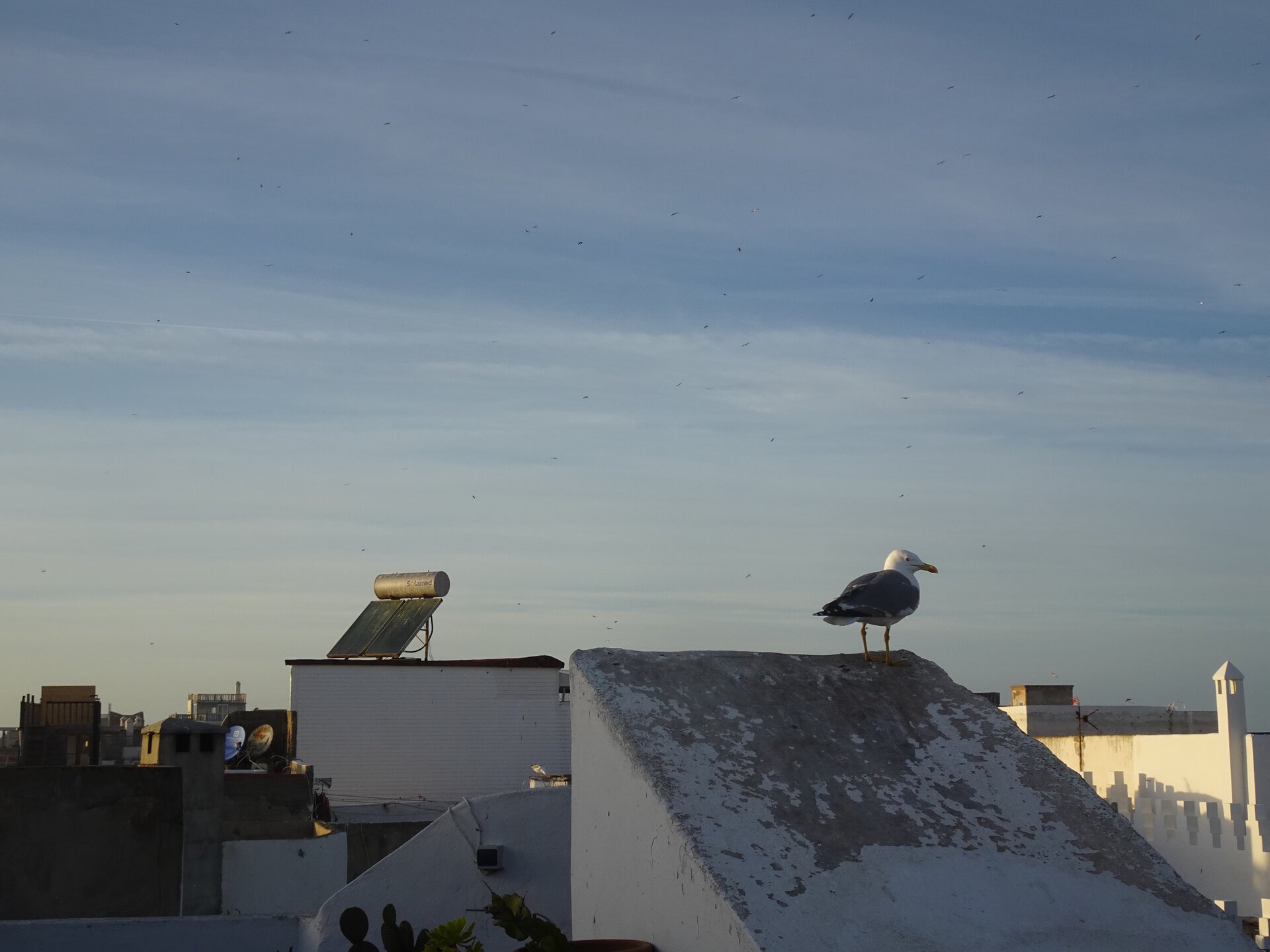 Seagull on roof