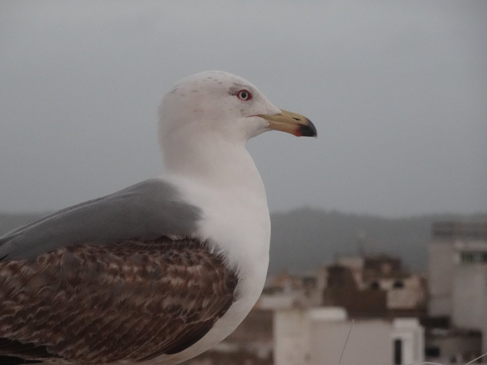 Seagull close up
