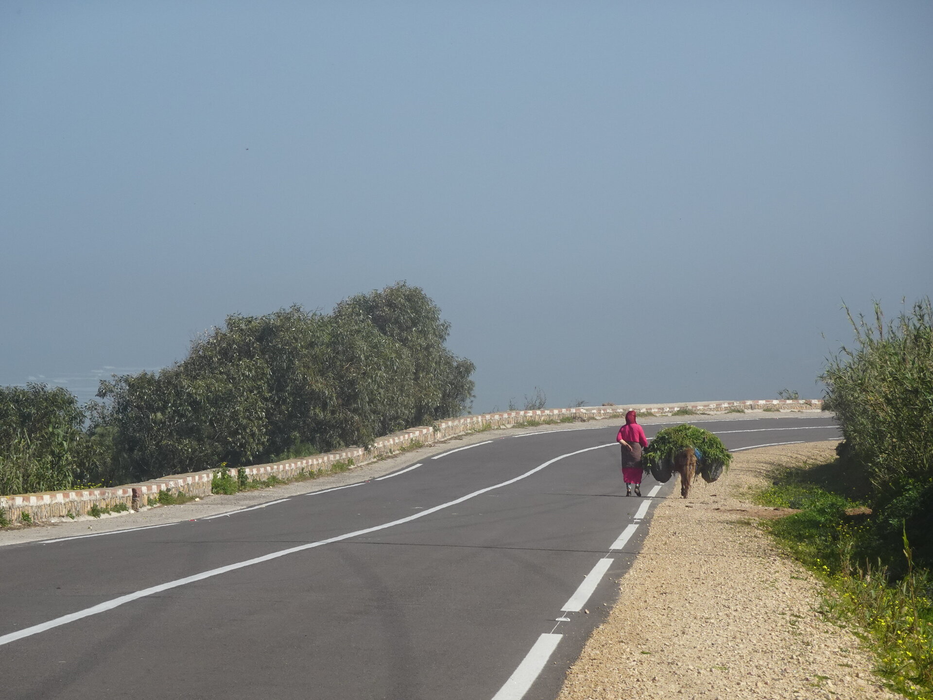 Woman in pink leading a donkey loaded with greenery along a coastal road