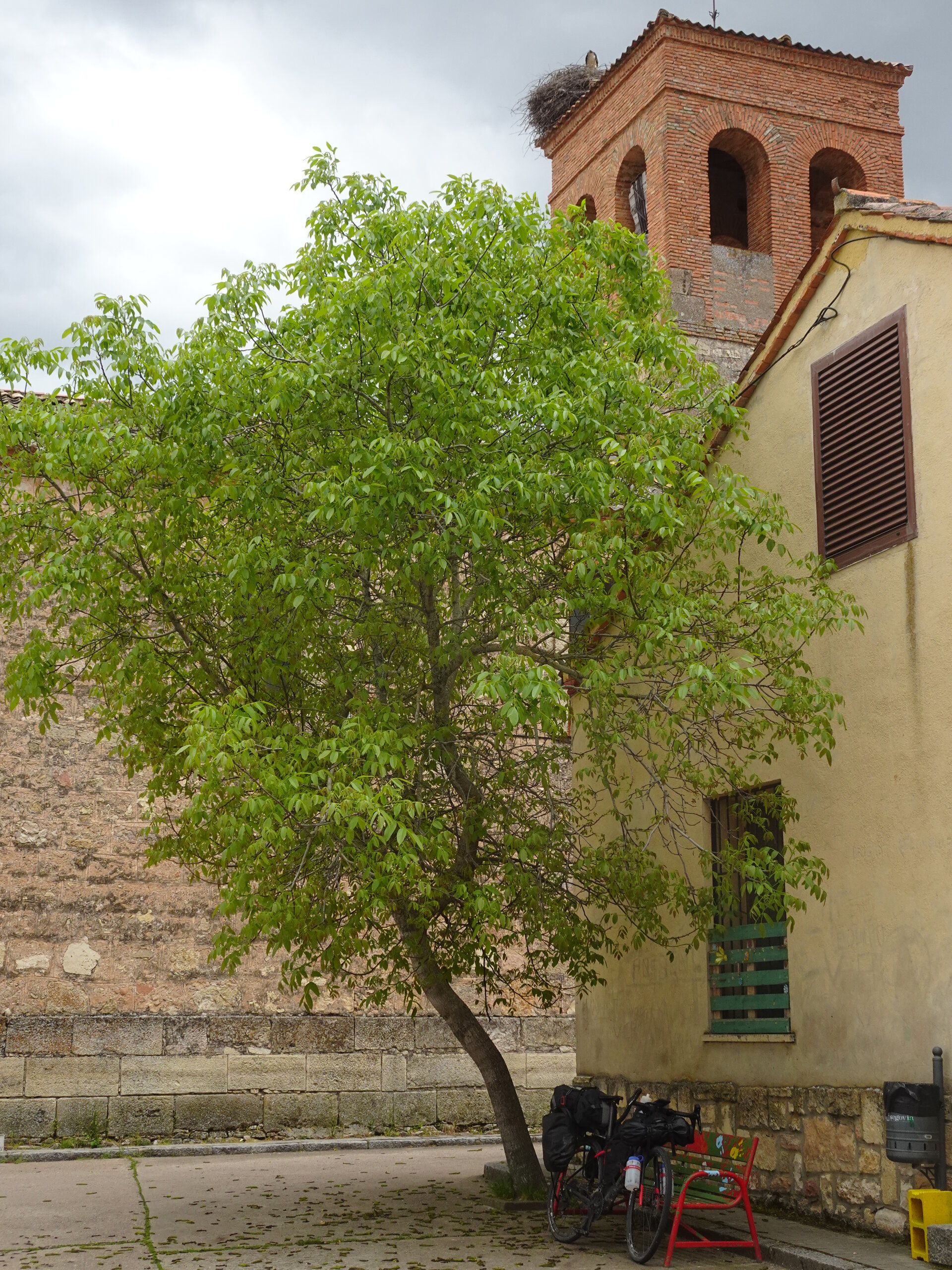 Large green tree beside a stone church tower with a stork nest, loaded bike parked below