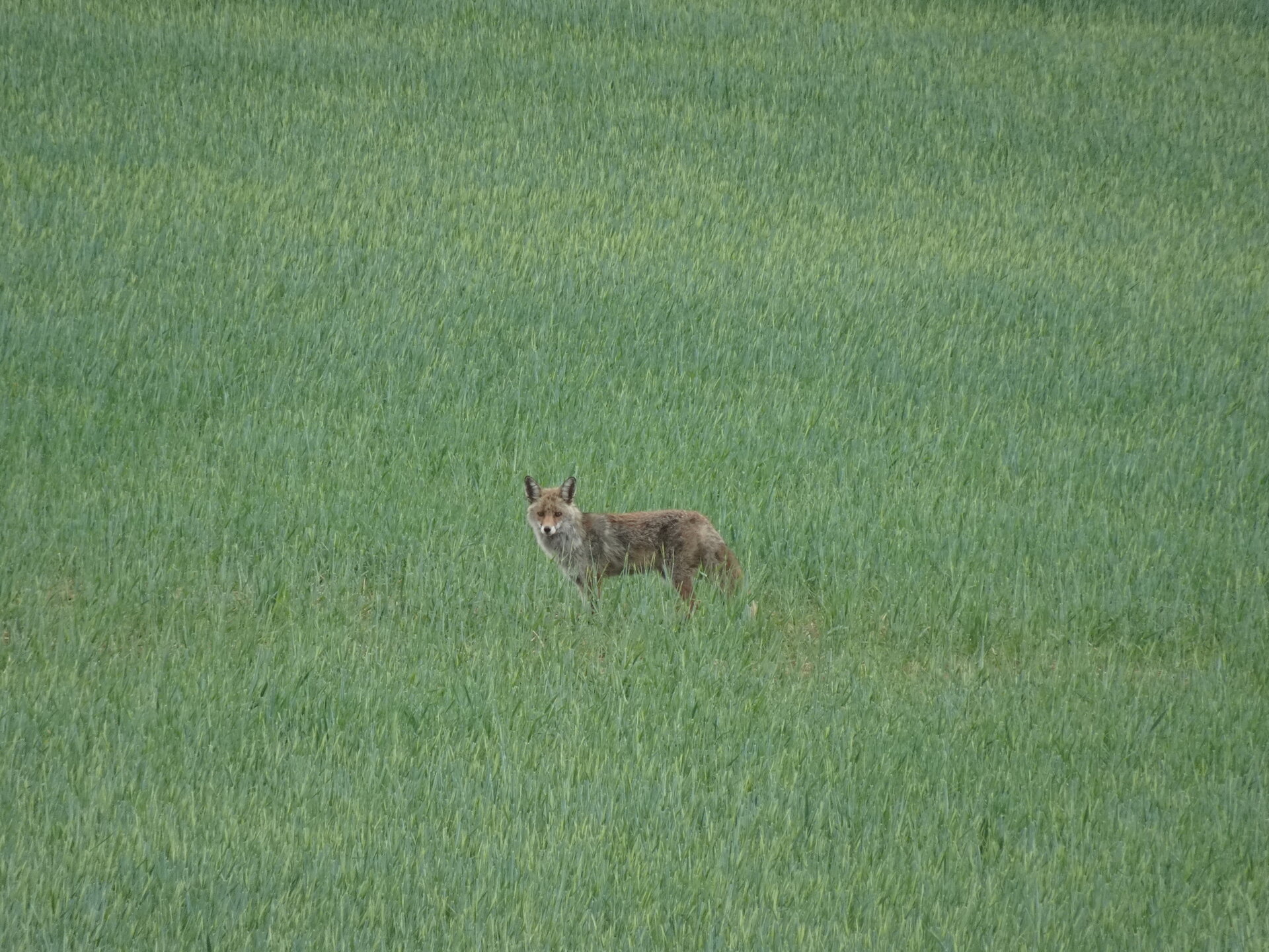 A fox standing in a wide green wheat field