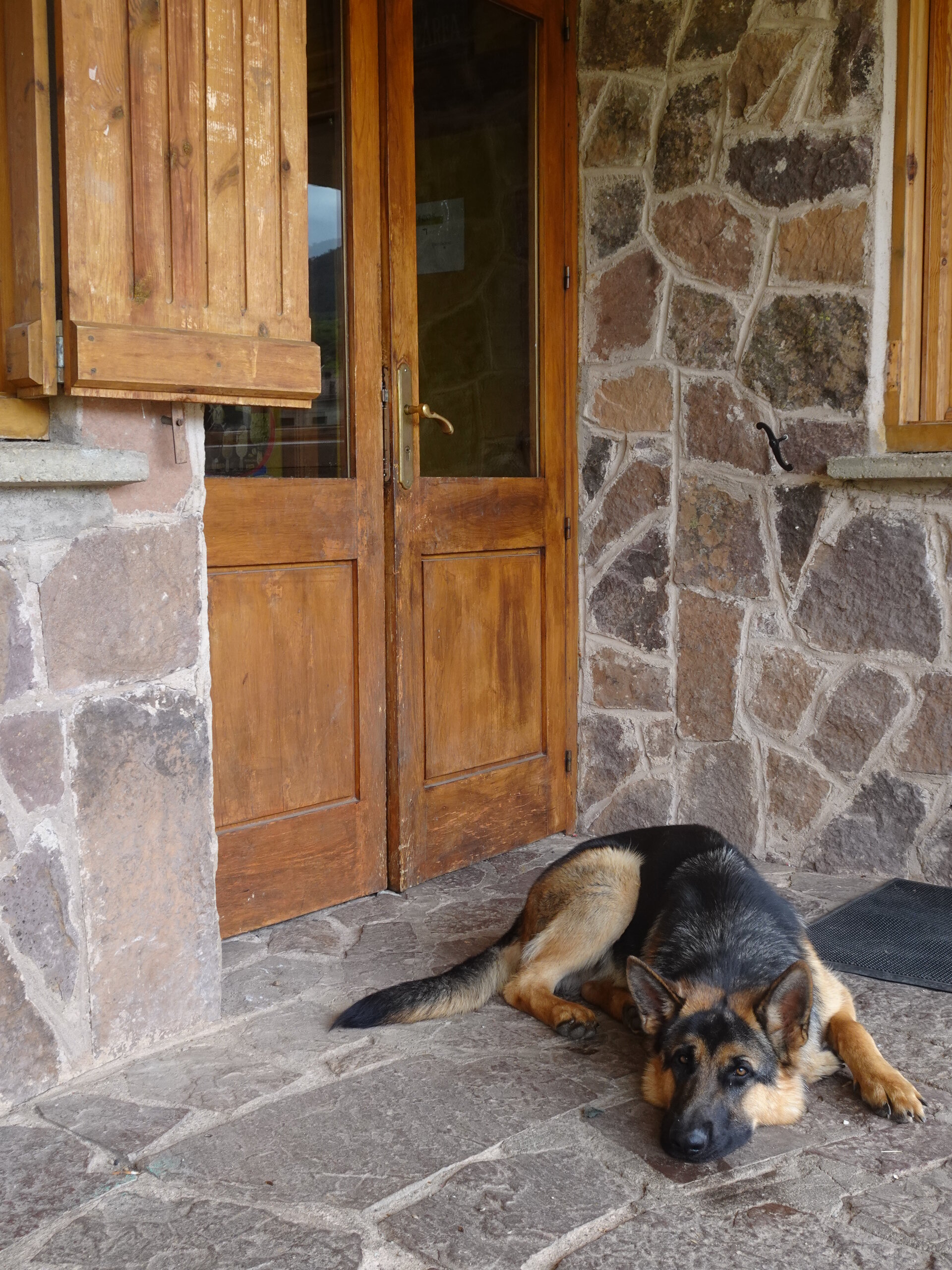 German shepherd dog lying on a stone doorstep beside a wooden door