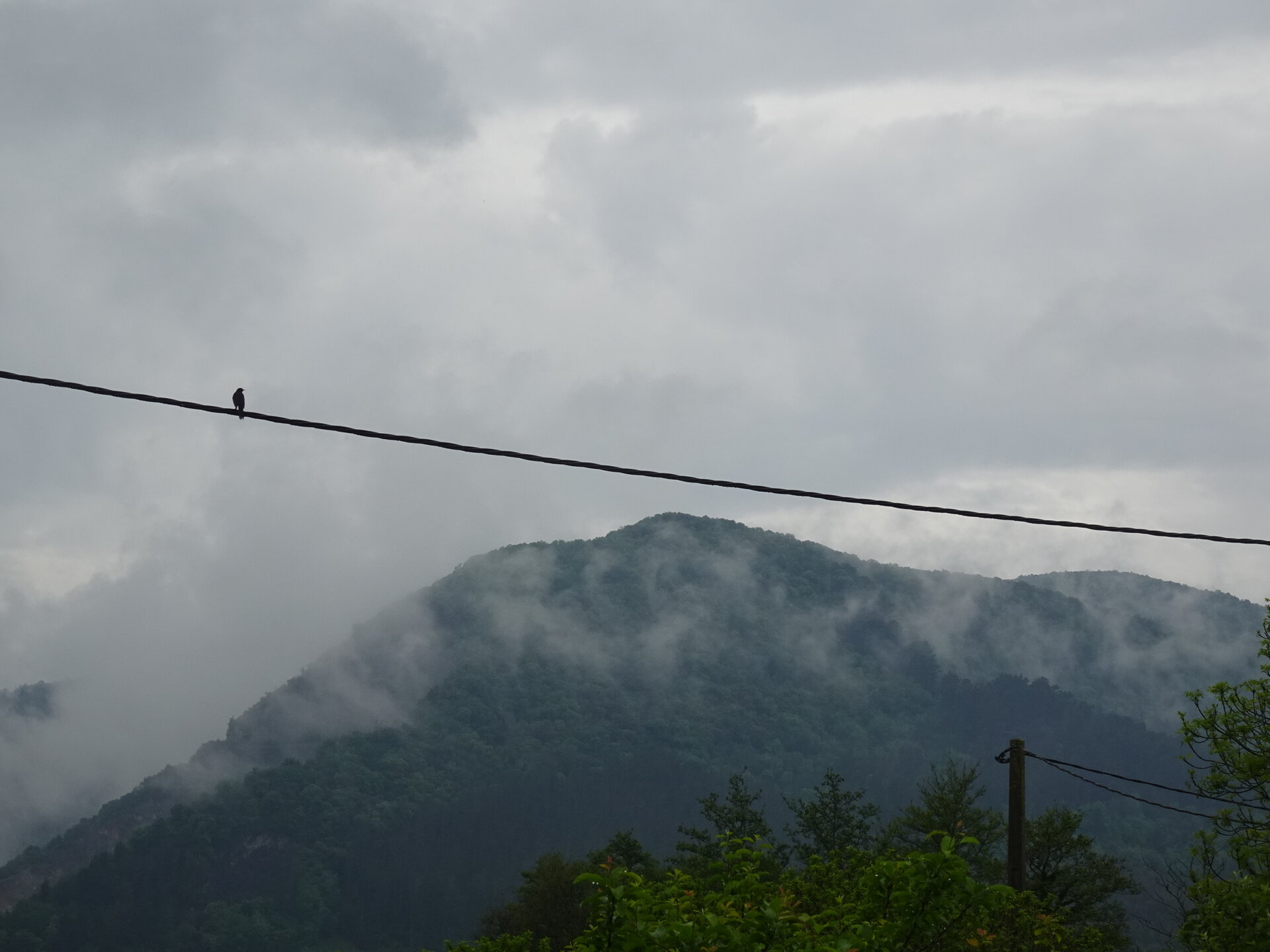 A single bird on a wire with cloud-draped forested mountains behind
