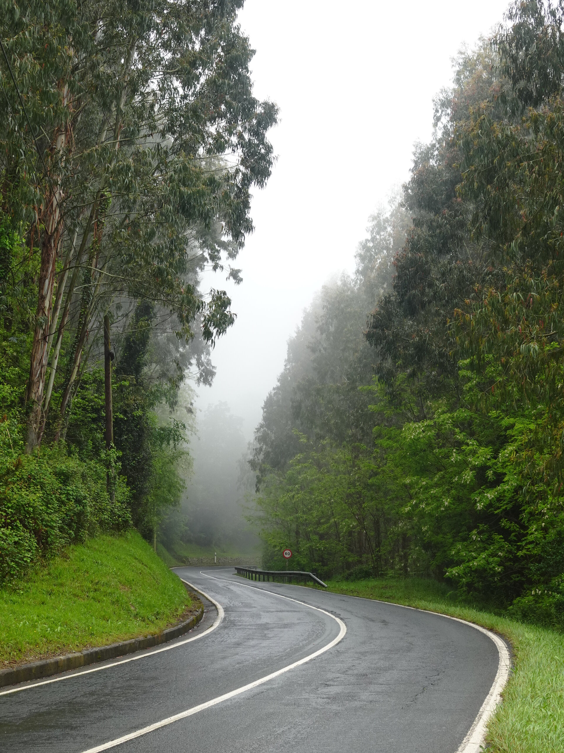 Wet road curving through misty eucalyptus woodland
