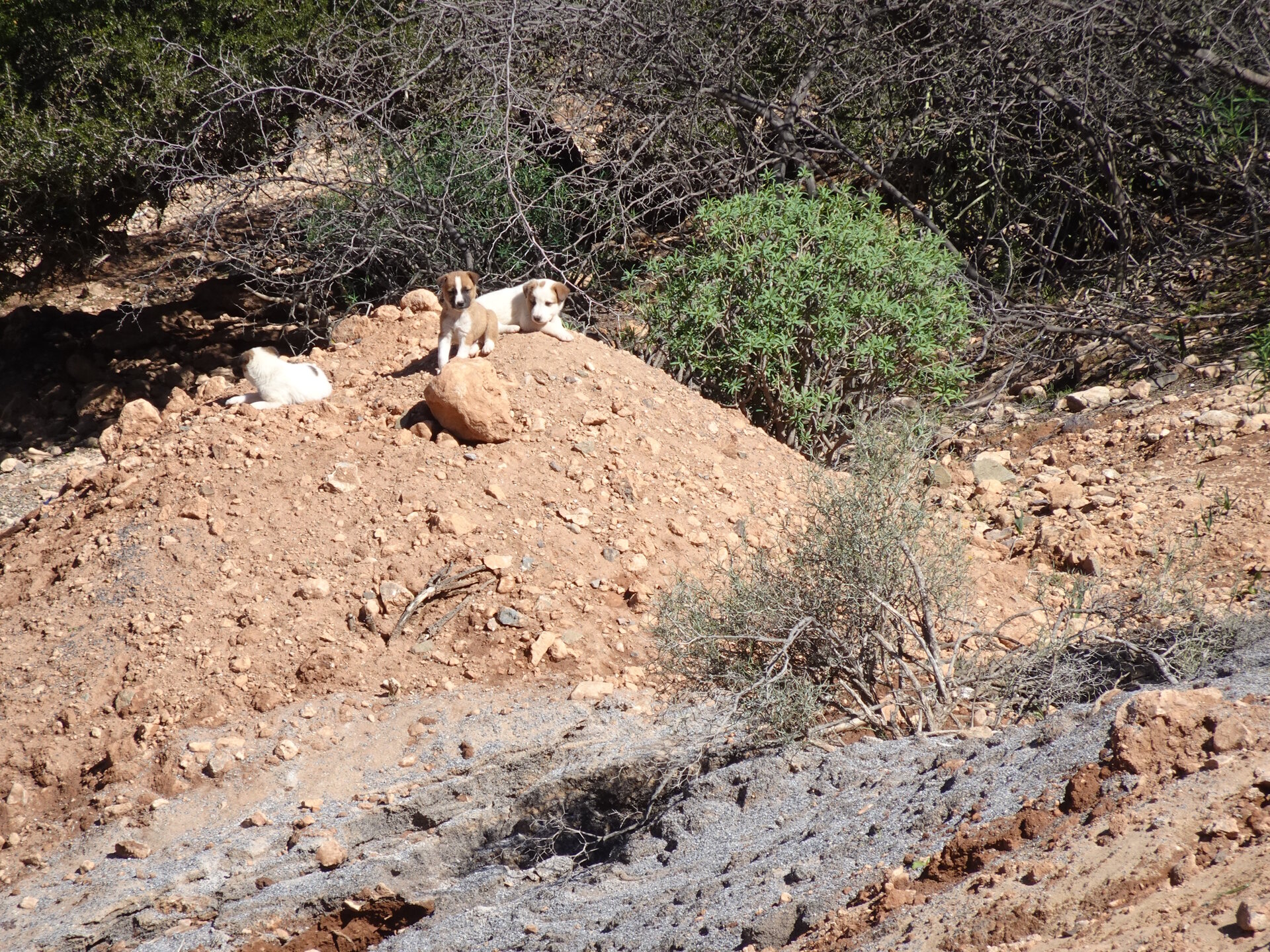 Puppies on a mound