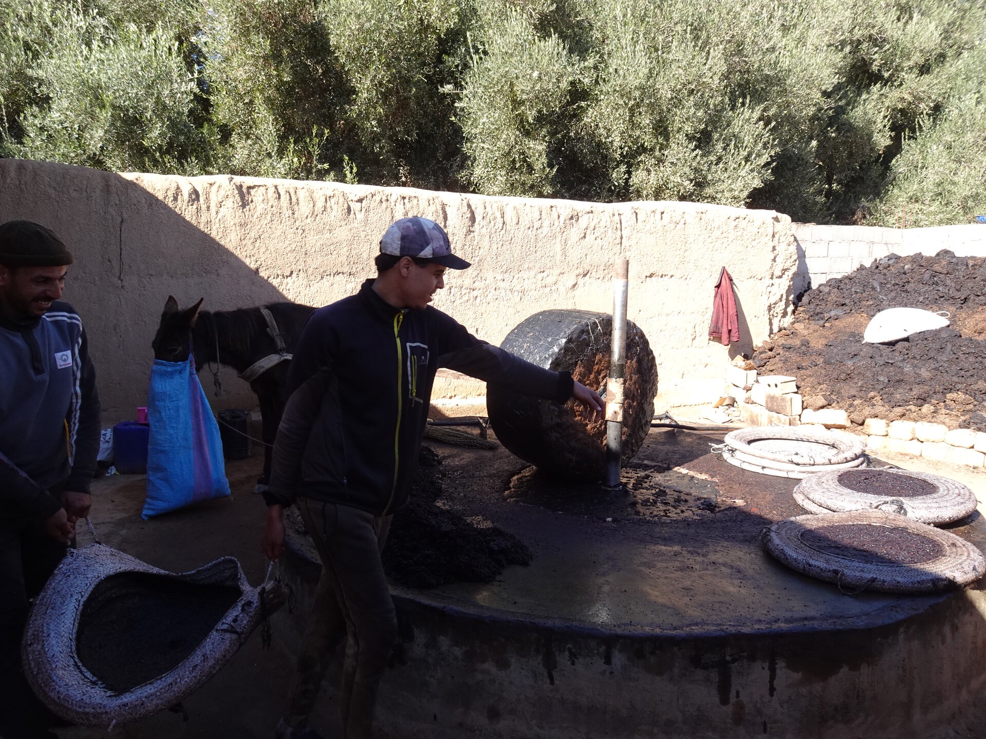 Men making olive oil