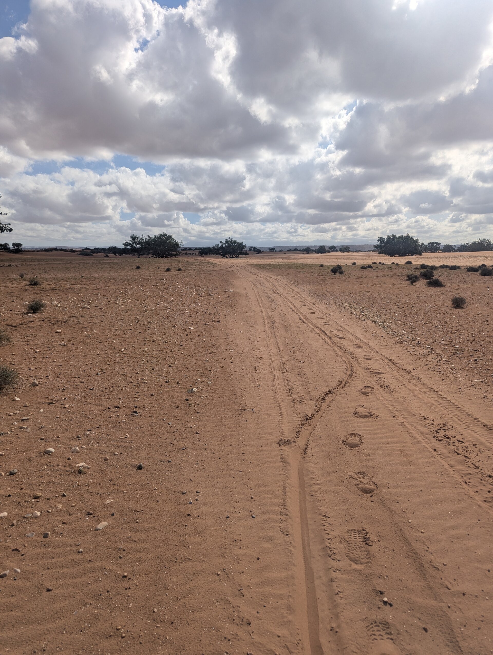 Tracks in a sandy path