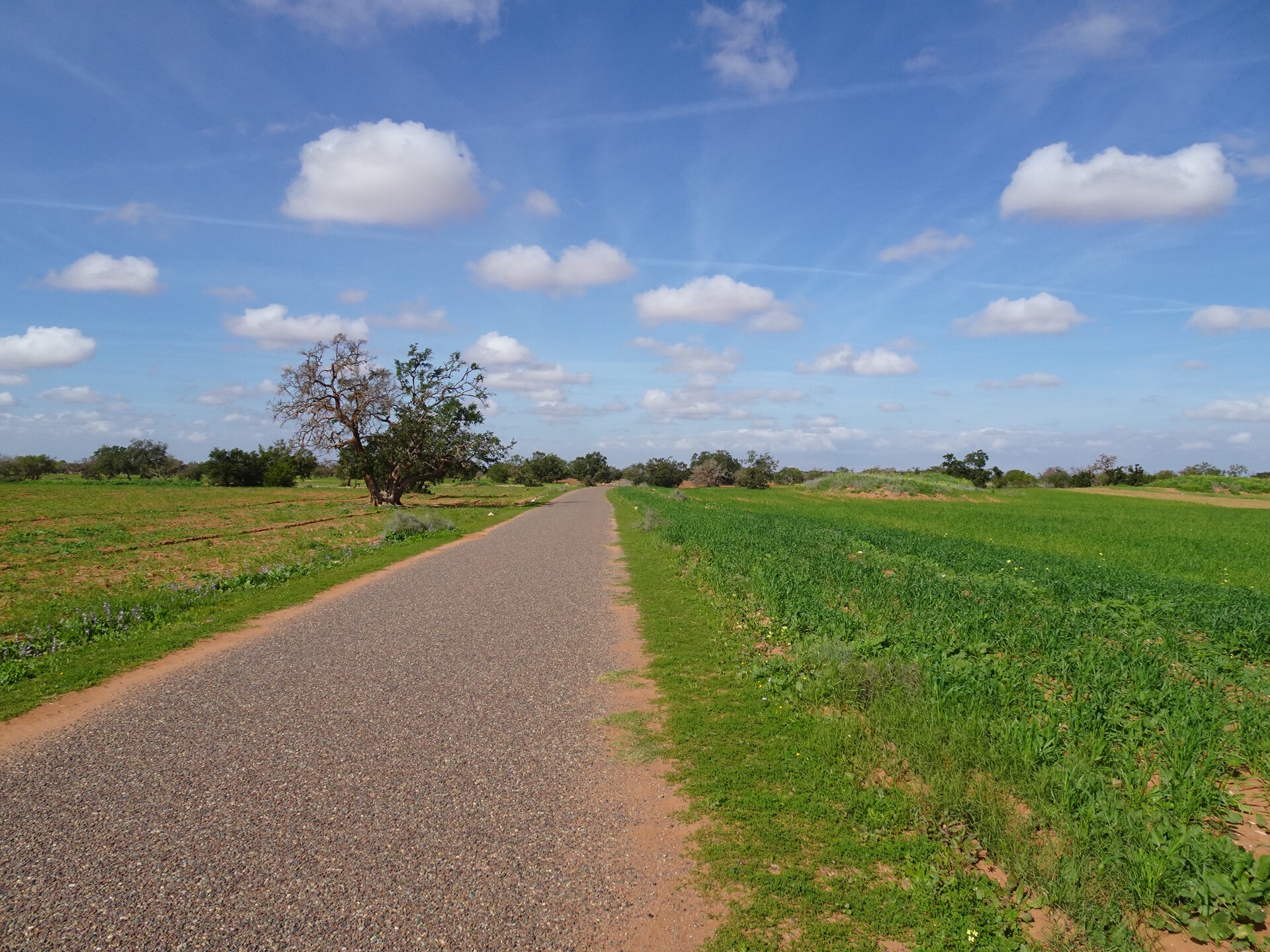 Road through fields