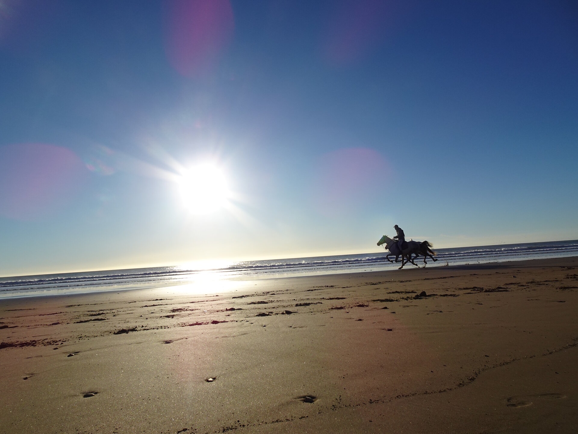 Horses galloping along the beach