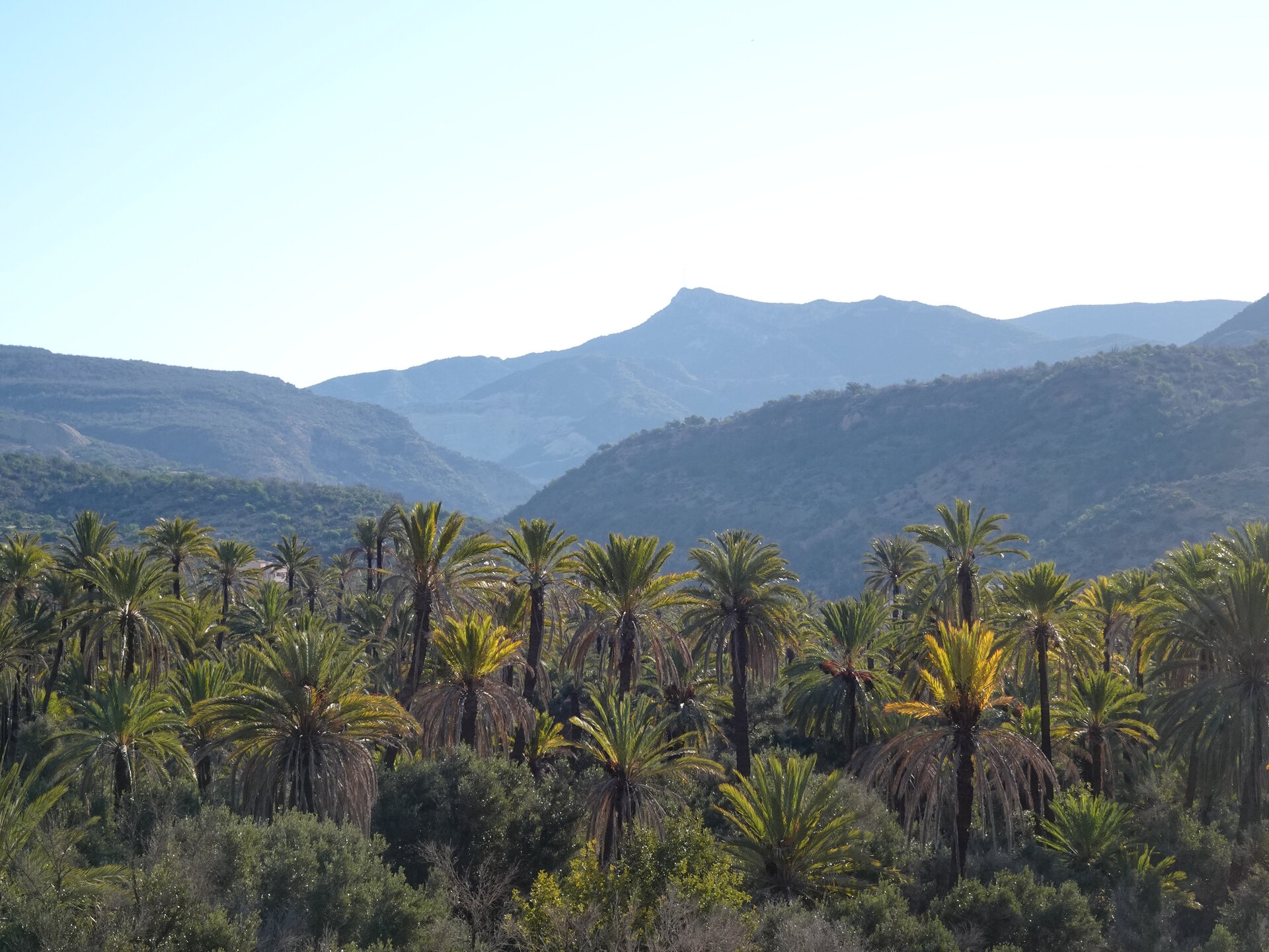 View up valley with palms in foreground