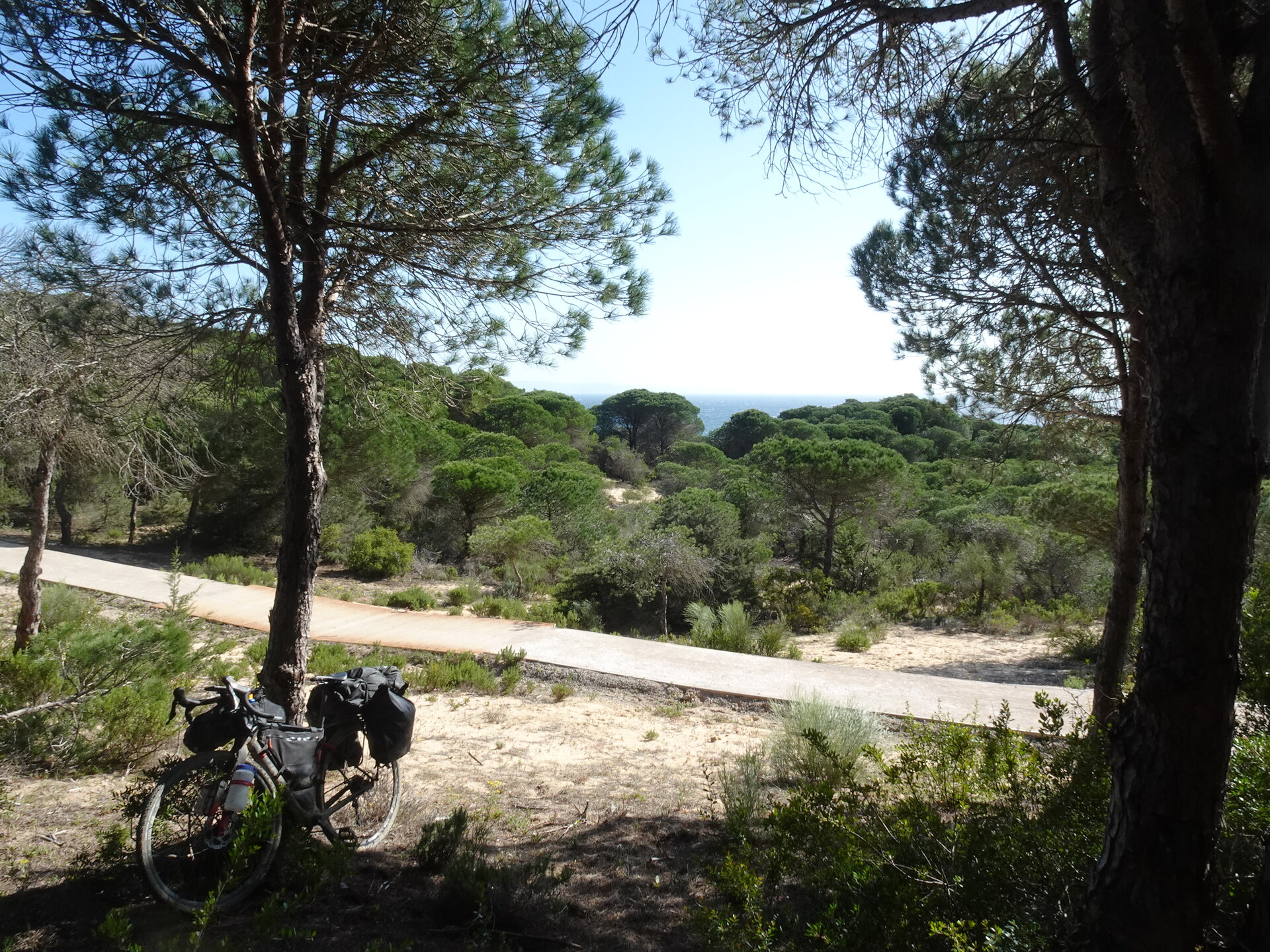 Touring bike parked among pine trees with the sea beyond
