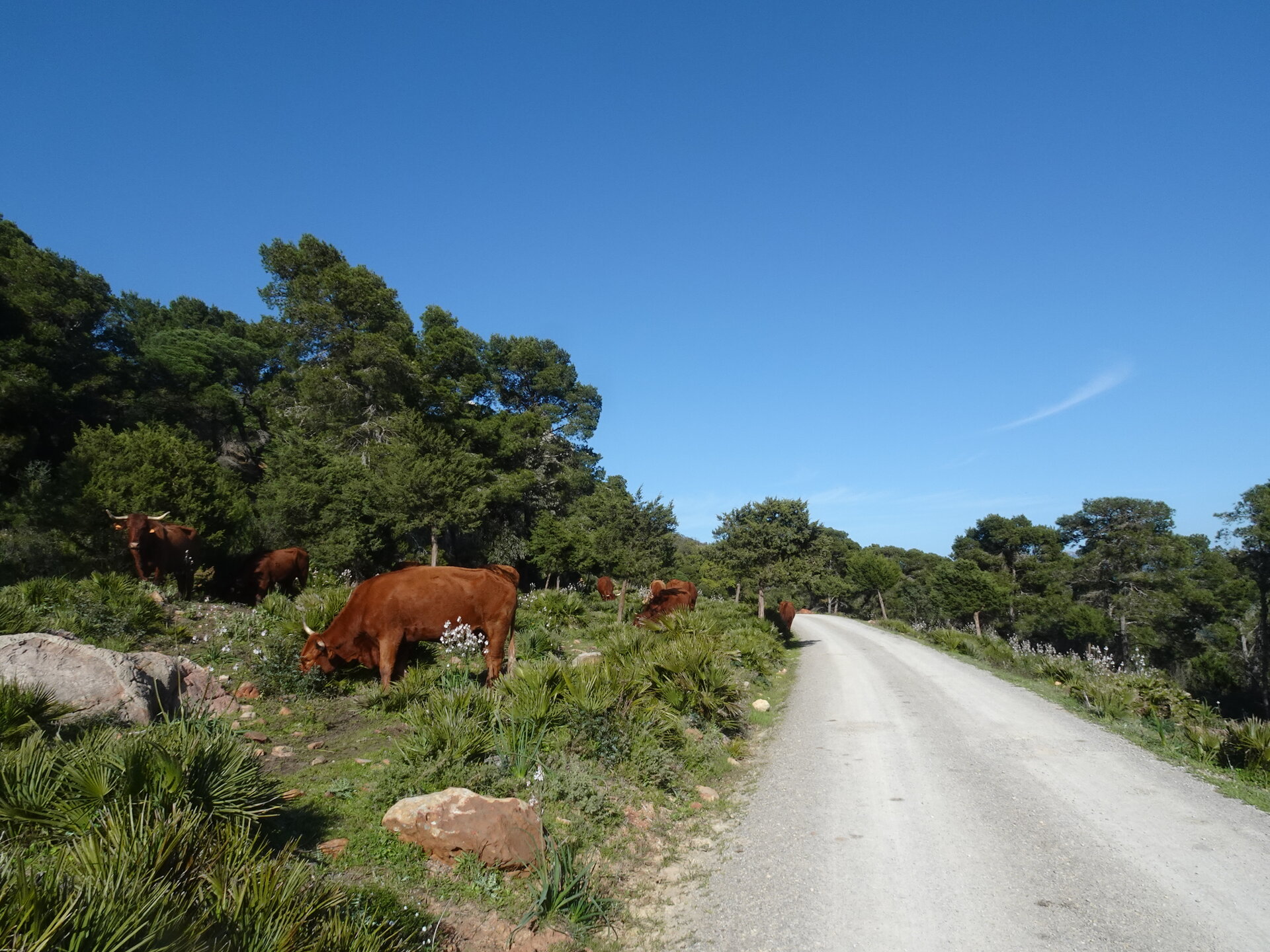 Brown cows grazing beside a narrow road through pine woodland