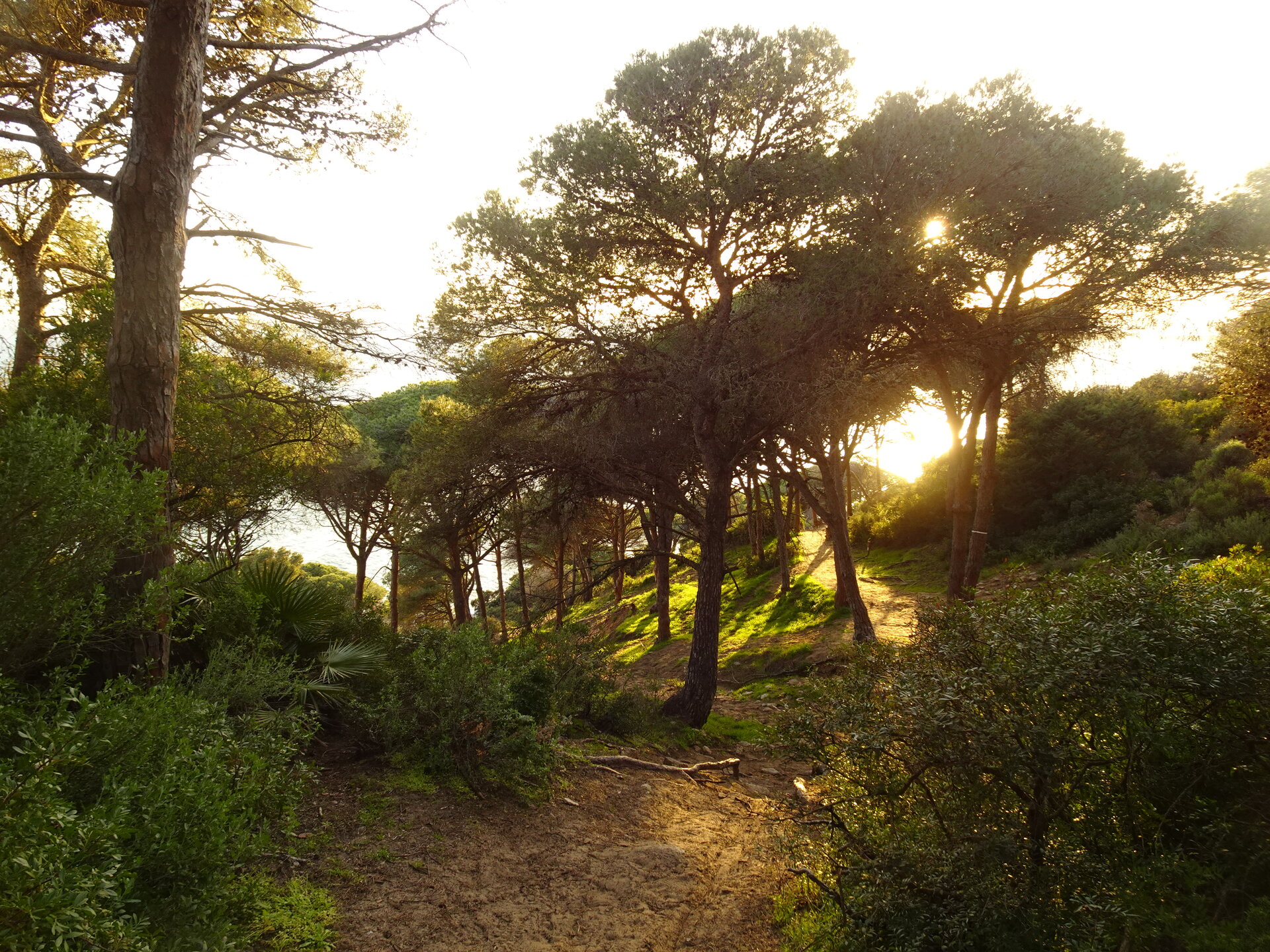 Golden sunset light filtering through umbrella pines on a sandy path